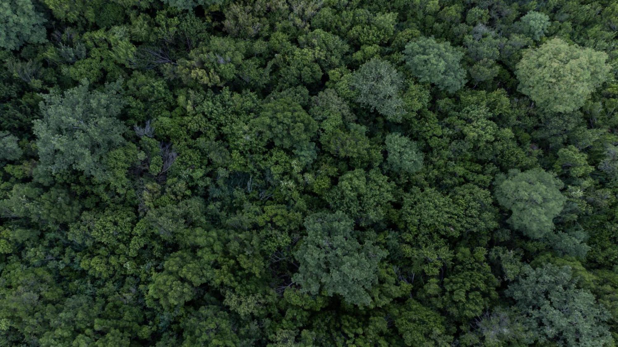 Il Cannito Capaccio Exteriör bild